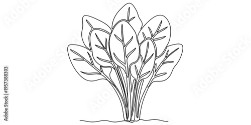 Continuous one line drawing of fresh spinach plant leaves
