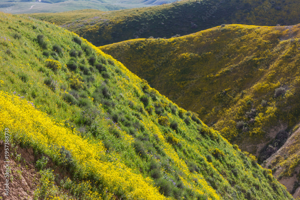 Naklejka premium Carrizo