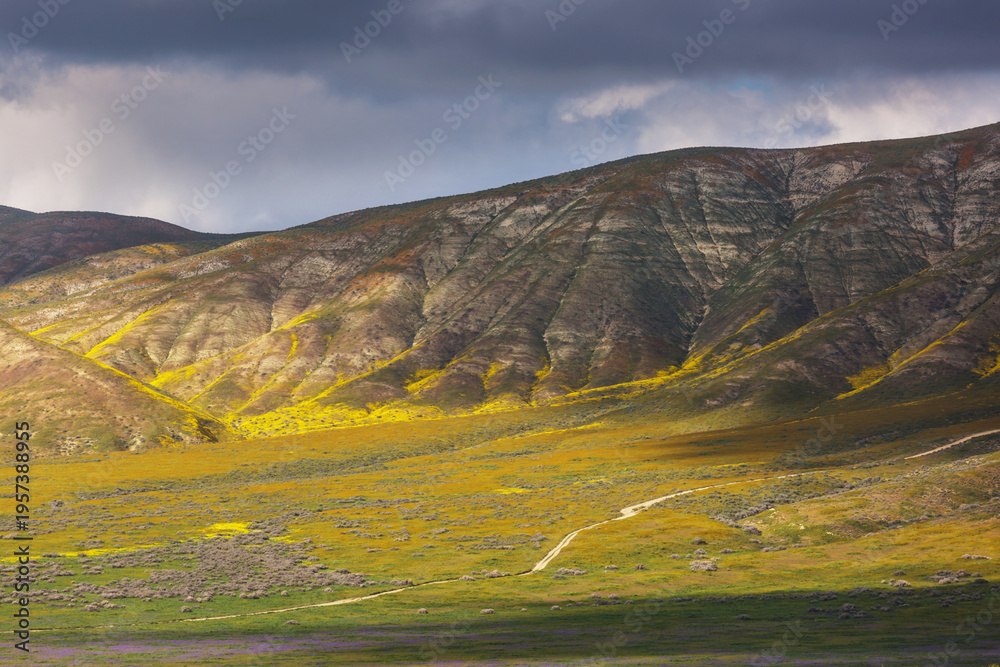 Naklejka premium Carrizo