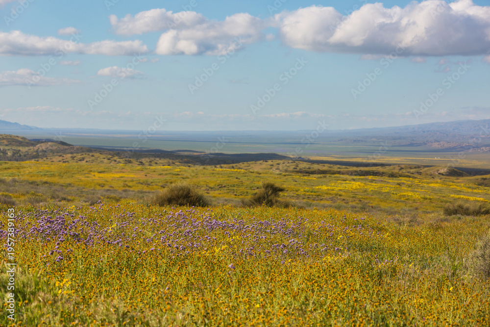 Naklejka premium Carrizo