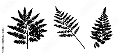 Fern frond leaf silhouette set with simple line art design featuring sketches, drawings, vector graphics with minimalist and simple illustrations