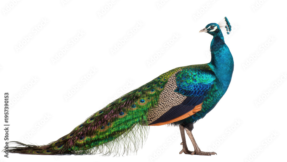 Naklejka premium Beautiful peacock displaying its vibrant and iridescent blue and green feathers