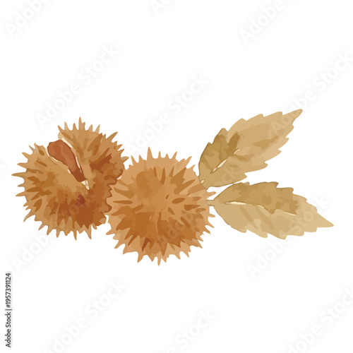 Watercolor-style fresh chestnut illustration, ripe nuts with burrs, autumn harvest food／水彩　栗