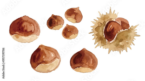 Watercolor-style fresh chestnut illustration, ripe nuts with burrs, autumn harvest food／水彩　栗