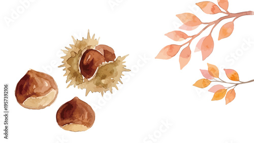 Watercolor-style fresh chestnut illustration, ripe nuts with burrs, autumn harvest food／水彩　栗