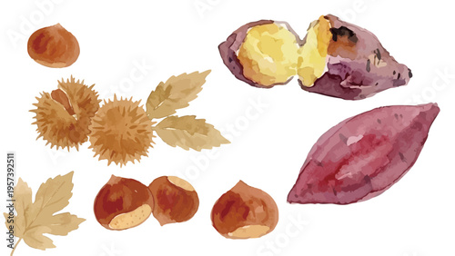 Watercolor-style autumn harvest set, chestnut and sweet potato illustration, ripe nuts and tuber／水彩　栗　さつまいも