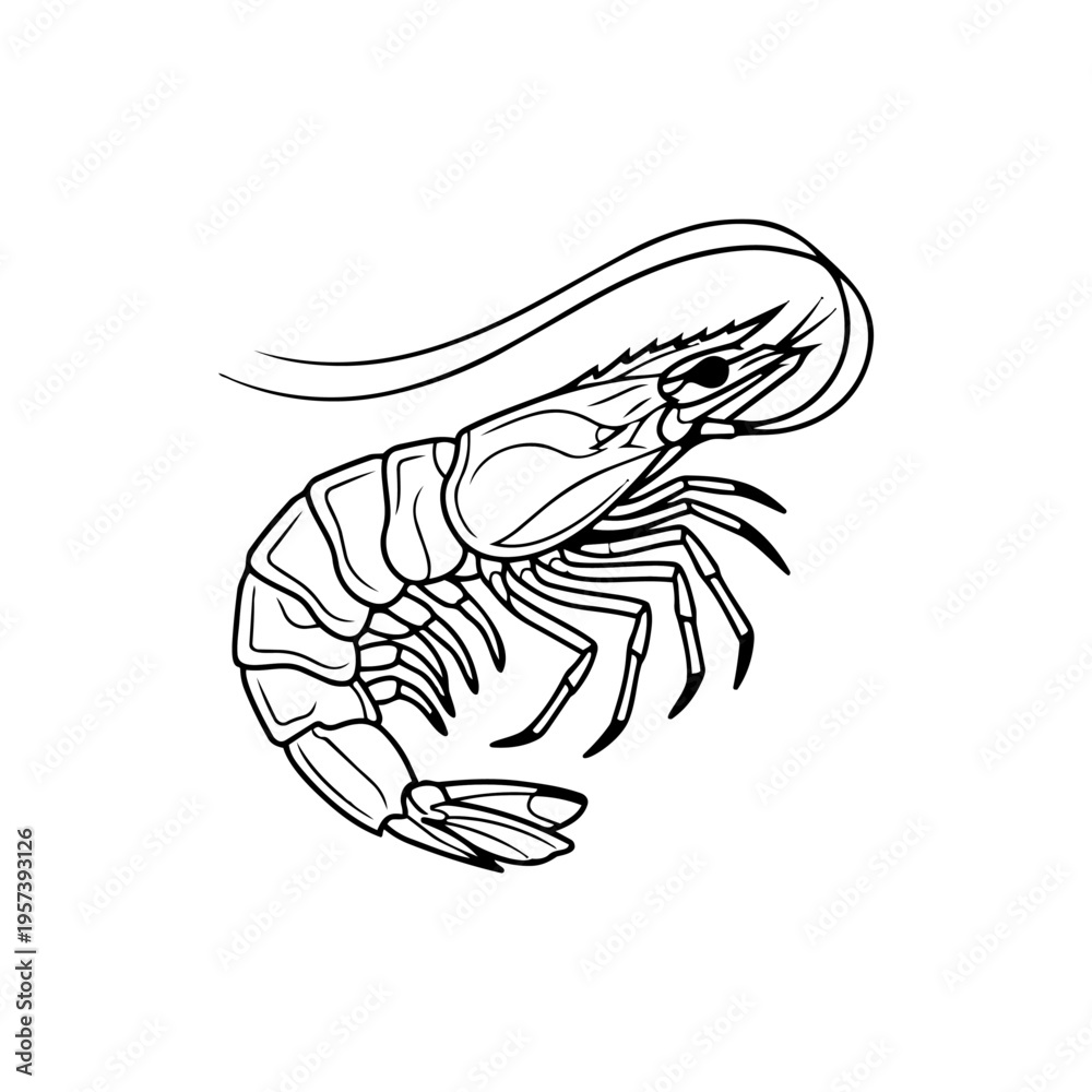 Fototapeta premium Shrimp Outline Illustration: A detailed black and white illustration of a shrimp, showcasing its intricate anatomy and elegant curves.