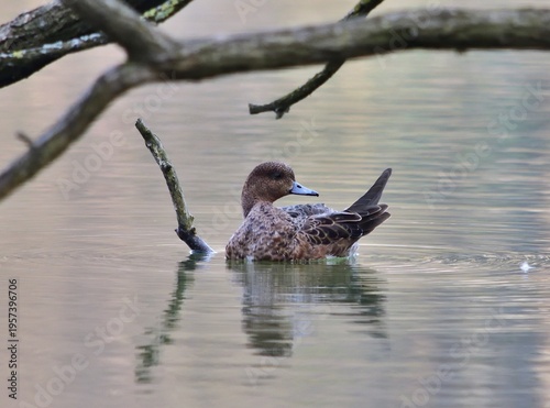 Pfeifente (Mareca penelope) Weibchen im Kurpark Oberlaa