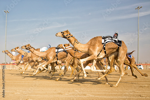 Obraz na plátně Dynamic low angle shot of racing dromedary camels with robotic jockeys speeding across a desert track under a clear blue sky