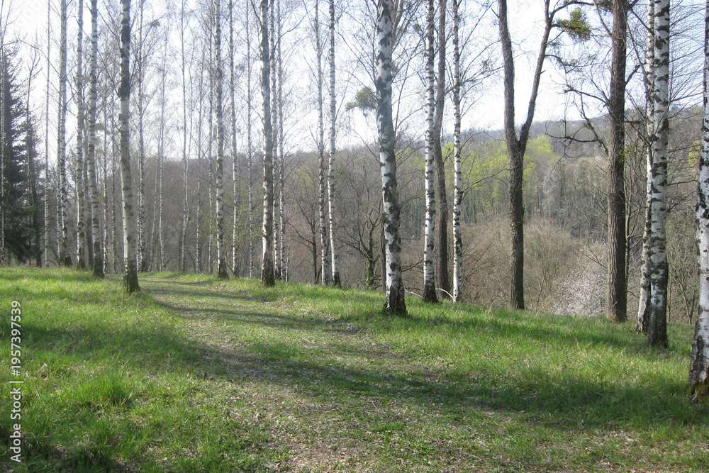 Fototapeta premium Pathway Through a Birch Forest in Early Spring