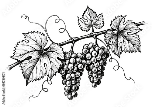 Vintage illustration of ripe grapes hanging from a vine with detailed leaves and tendrils
