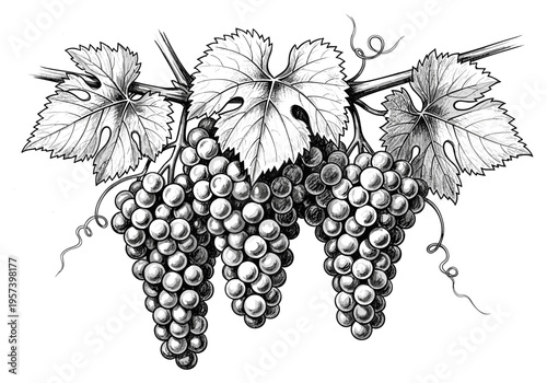 Detailed black and white illustration of ripe grape clusters hanging from a vine with leaves