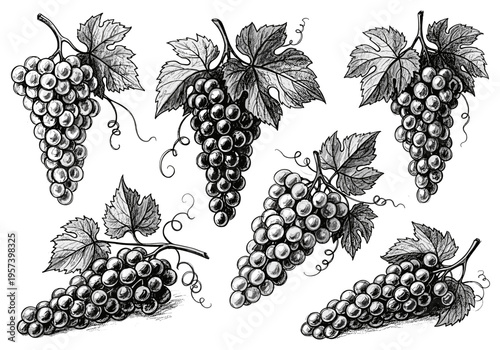 Collection of hand-drawn grape clusters and leaves in a vintage sketch style