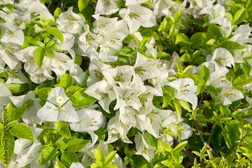 White bougainvillea flowers with fresh green leaves.