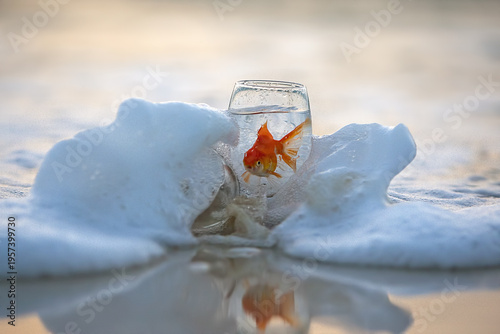 Canvas Print Surreal, conceptual shot of a goldfish in a glass surrounded by sea foam on a beach at golden hour sunrise