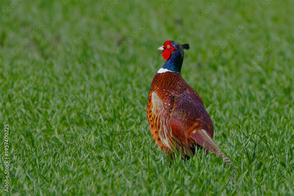 Fototapeta premium Fasan (Phasianus colchicus) Männchen