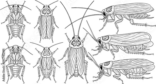 Cockroach anatomy illustrations set in vintage engraving style, detailed insect drawings with top and side views vector collection