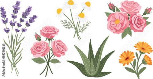 Botanical flowers set with roses lavender chamomile aloe and marigold, natural floral collection for herbal and decorative vector illustration