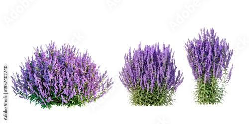 lavender flowers bush in 3d rendering isolated on white background