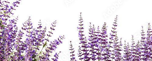 Close-p lavender flowers in 3d rendering isolated on white background