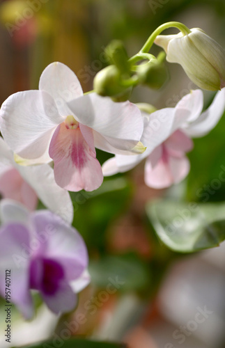 Closeup shots of beautiful and diverse orchids, grown and blooming at home