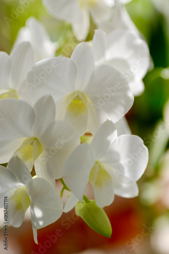 Closeup shots of beautiful and diverse orchids, grown and blooming at home