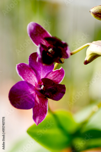 Closeup shots of beautiful and diverse orchids, grown and blooming at home