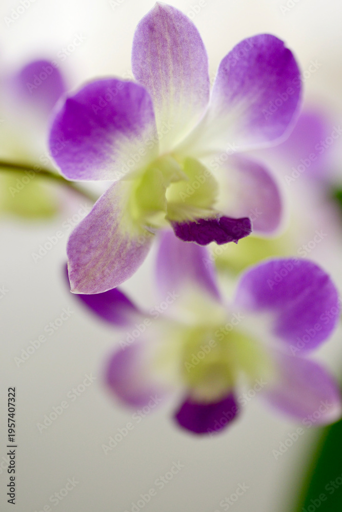 Obraz premium Closeup shots of beautiful and diverse orchids, grown and blooming at home