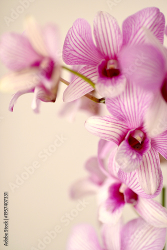 Closeup shots of beautiful and diverse orchids, grown and blooming at home