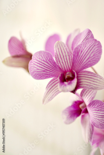 Closeup shots of beautiful and diverse orchids, grown and blooming at home