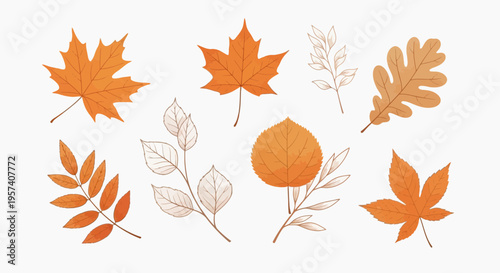 Autumn Leaves Collection: Diverse Fall Foliage in Warm Orange Tones on White Background