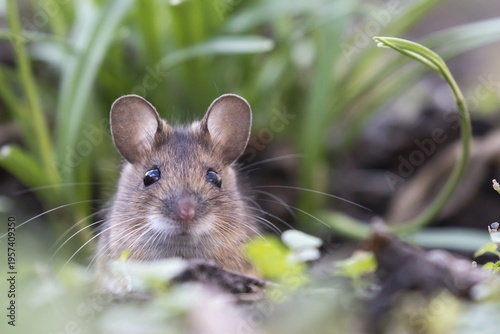 House mouse (Mus musculus) peeking out of its burrow, Portrait, Hesse, Germany