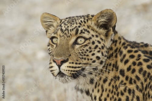 Leopard (Panthera pardus), portrait, Etosha National Park, Namibia