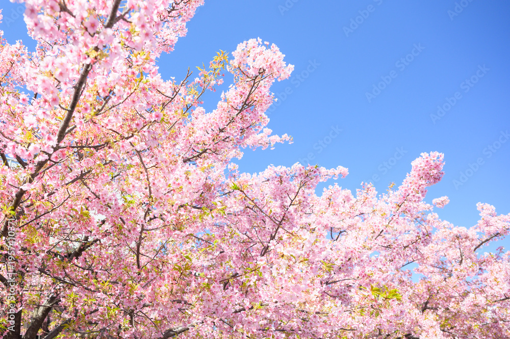 Obraz premium 青い空と河津桜
