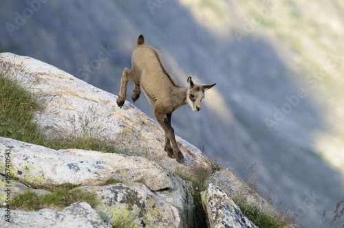 Young chamois (Rupicapra rupicapra) jumping from a rock slab