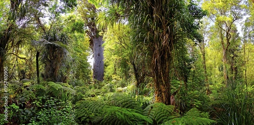 Subtropical rainforest, kauri (Agathis australis) tree behind, Tāne Mahuta, Lord of the Forest, largest living kauri tree, Waipoua Forest, North Island, New Zealand