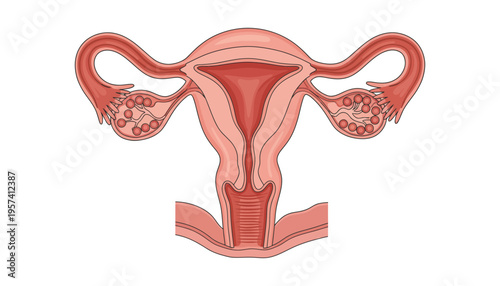 Uterus female reproductive system anatomy illustration with ovaries and fallopian tubes
