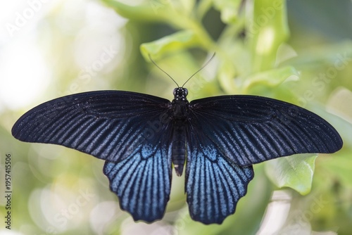 Spangle (Papilio protenor), captive, Munich