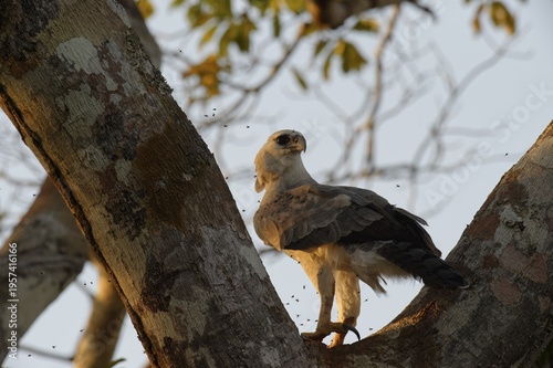 Harpy Eagle (Harpia harpyia), juvenile, 15 months, perched on a tree, with flying insects, Amazon, Brazil