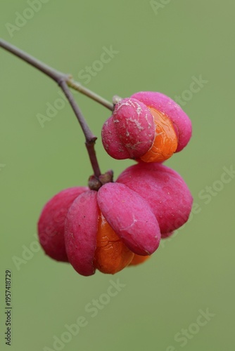 Fruits of European Spindle Tree (Euonymus europaeus)