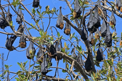 Grey-headed flying fox (Pteropus poliocephalus), adult, group, day, resting, sleeping, in sleeping tree, Adelaide, South Australia, Australia