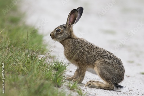 European hare (Lepus europaeus), young animal sits at the wayside, Emsland, Lower Saxony, Germany