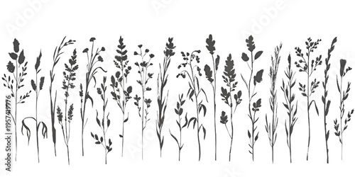 A minimalist black and white illustration of various wild meadow grasses against a white background