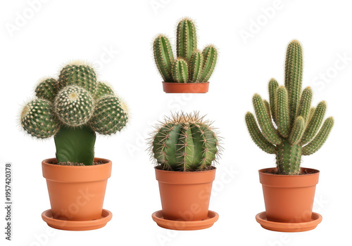 A collection of four unique green desert cactus plants planted in classic terracotta flower pots