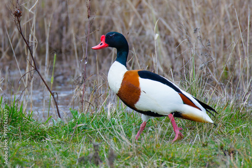 Foto Brandgans (Tadorna tadorna)