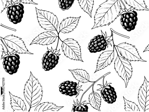 Black and white line pattern of ripe blackberries branches with leaves blackberry