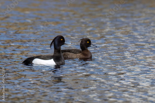 Photography Reiherenten (Aythya fuligula)