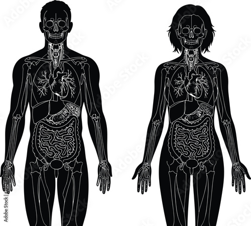 Vector silhouette of male and female human anatomy showing internal organs skeletal system digestive respiratory and circulatory systems for medical education
