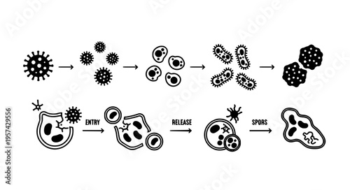 Step Based Pathogen Infection and Growth Stages Black Silhouette Scientific Diagram Vector Illustration