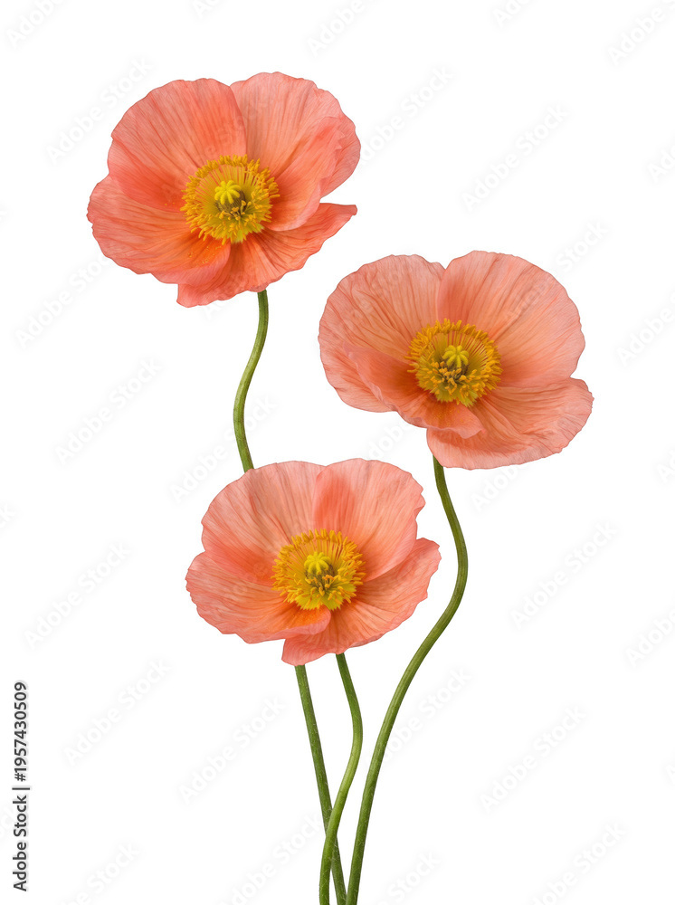 Fototapeta premium Vibrant Peach Poppies Isolated on Black